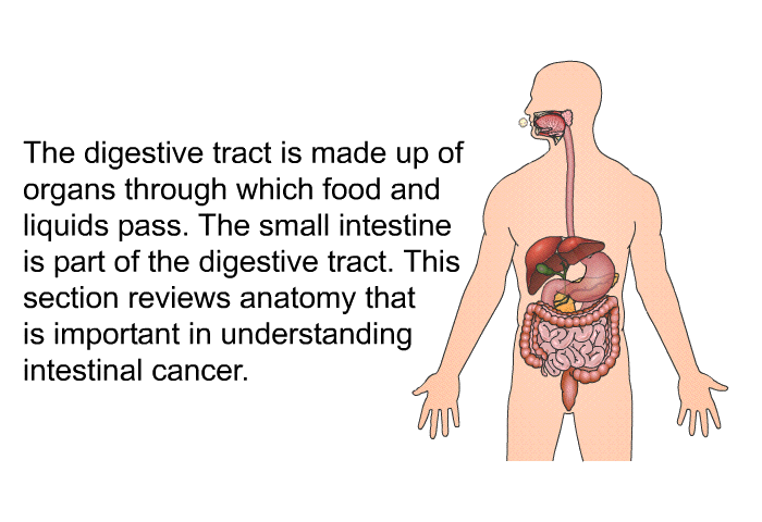 The digestive tract is made up of organs through which food and liquids pass. The small intestine is part of the digestive tract. This section reviews anatomy that is important in understanding intestinal cancer.