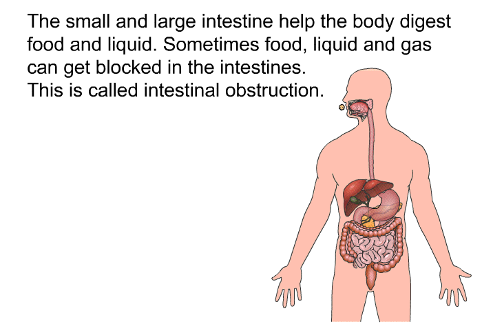 The small and large intestine help the body digest food and liquid. Sometimes food, liquid and gas can get blocked in the intestines. This is called intestinal obstruction.
