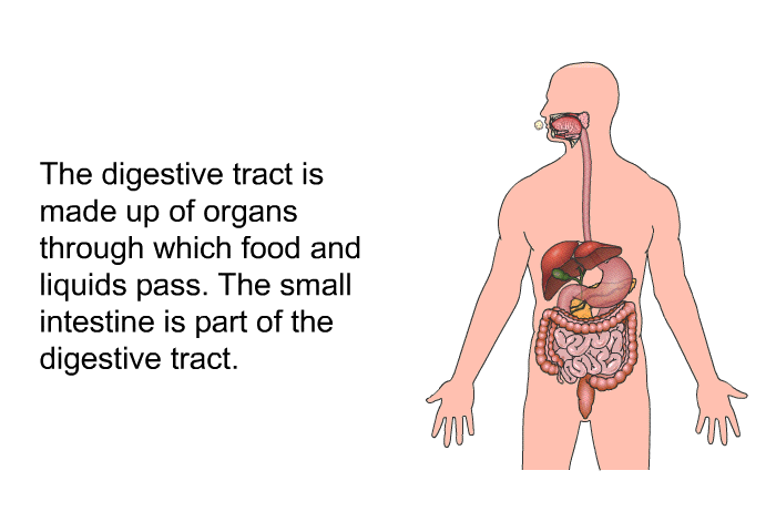 The digestive tract is made up of organs through which food and liquids pass. The small intestine is part of the digestive tract.