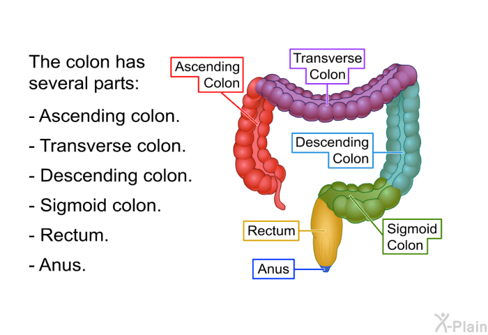 The colon has several parts:  Ascending colon. Transverse colon. Descending colon. Sigmoid colon. Rectum. Anus.