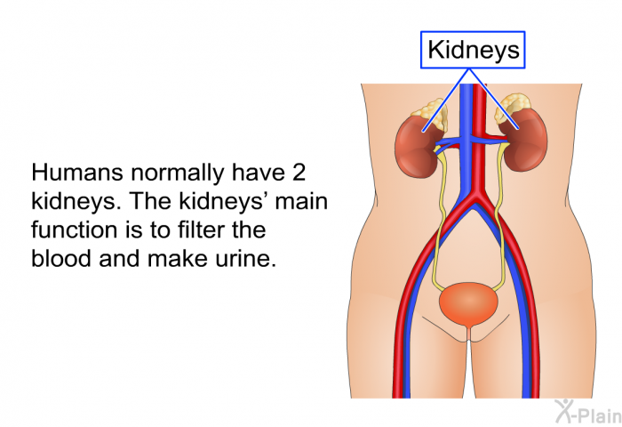 Humans normally have 2 kidneys. The kidneys' main function is to filter the blood and make urine.