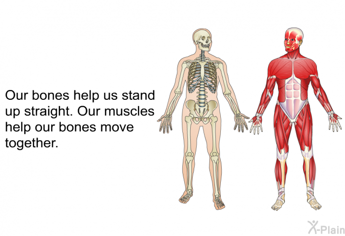 Our bones help us stand up straight. Our muscles help our bones move together.