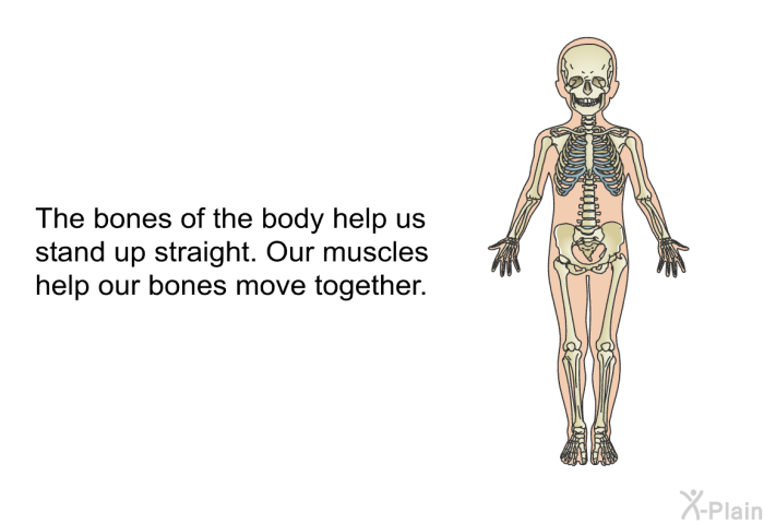 The bones of the body help us stand up straight. Our muscles help our bones move together.