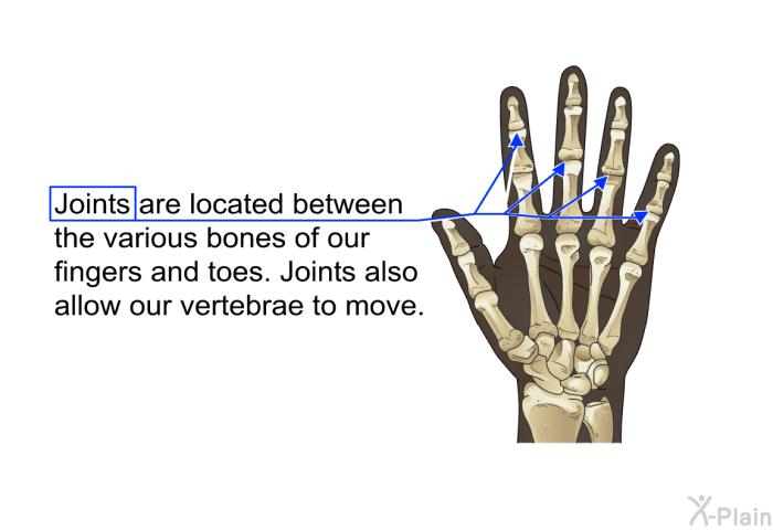 Joints are located between the various bones of our fingers and toes. Joints also allow our vertebrae to move.