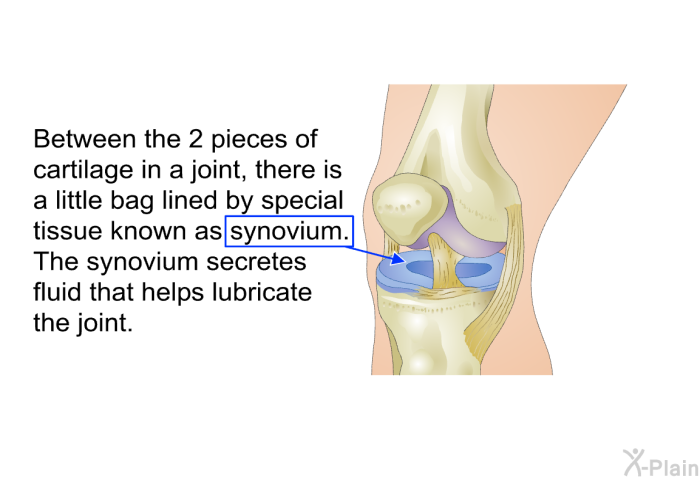 Between the 2 pieces of cartilage in a joint, there is a little bag lined by special tissue known as synovium. The synovium secretes fluid that helps lubricate the joint.