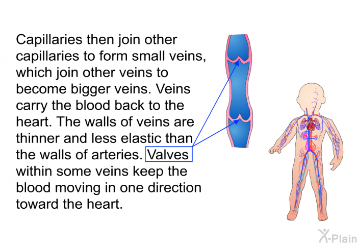 Capillaries then join other capillaries to form small veins, which join other veins to become bigger veins. Veins carry the blood back to the heart. The walls of veins are thinner and less elastic than the walls of arteries. Valves within some veins keep the blood moving in one direction toward the heart.