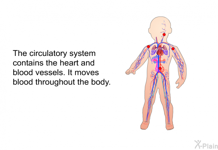 The circulatory system contains the heart and blood vessels. It moves blood throughout the body.