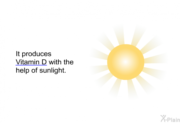 It produces Vitamin D with the help of sunlight.