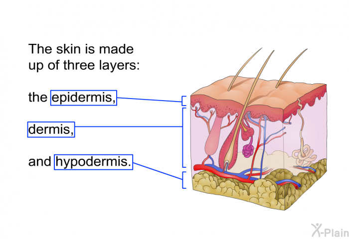 The skin is made up of three layers: the epidermis, dermis, and hypodermis.