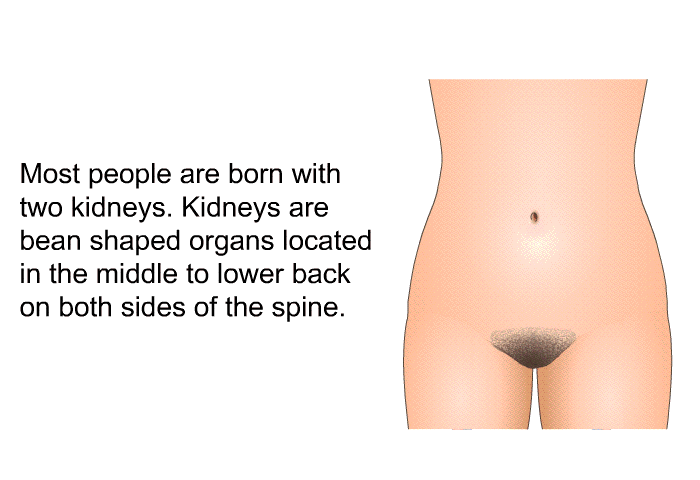 Most people are born with two kidneys. Kidneys are bean shaped organs located in the middle to lower back on both sides of the spine.