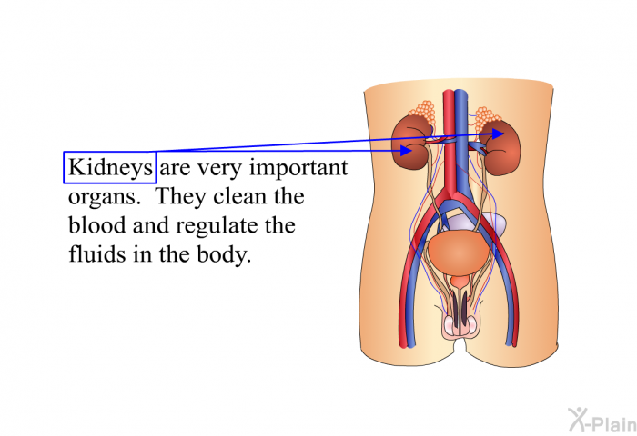 Kidneys are very important organs. They clean the blood and regulate the fluids in the body.
