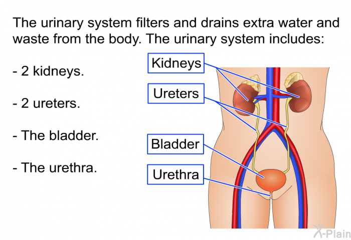 The urinary system filters and drains extra water and waste from the body. The urinary system includes:  2 kidneys. 2 ureters. The bladder. The urethra.