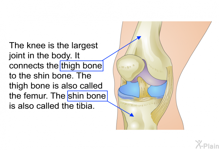 The knee is the largest joint in the body. It connects the thigh bone to the shin bone. The thigh bone is also called the femur. The shin bone is also called the tibia.
