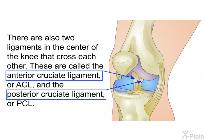 There are also two ligaments in the center of the knee that cross each other. These are called the anterior cruciate ligament, or ACL, and the posterior cruciate ligament, or PCL.