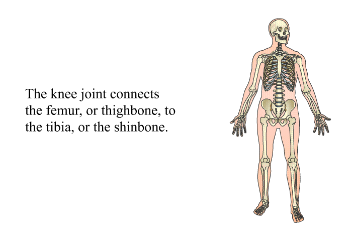 The knee joint connects the femur, or thighbone, to the tibia, or the shinbone.