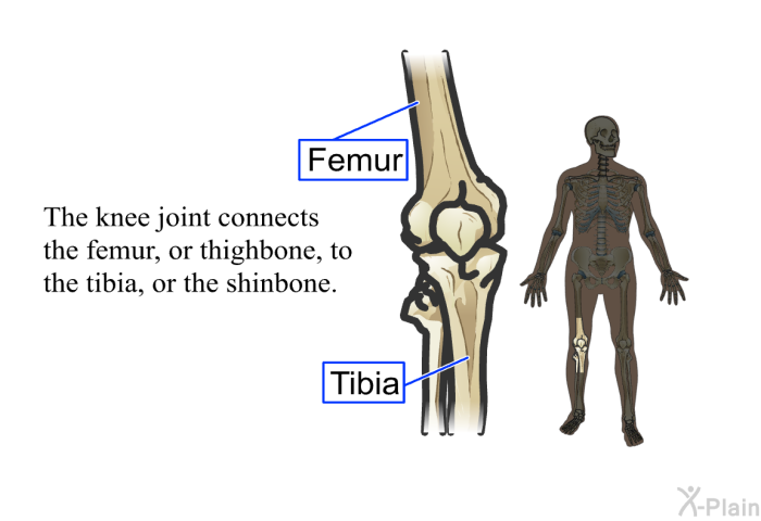 The knee joint connects the femur, or thighbone, to the tibia, or the shinbone.