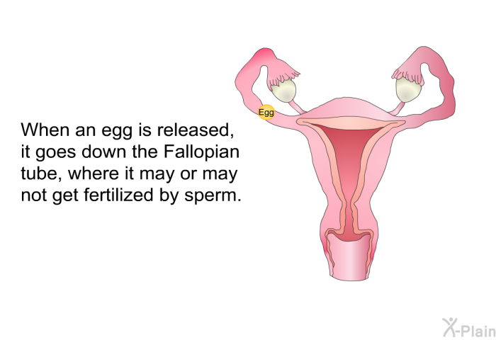 When an egg is released, it goes down the Fallopian tube, where it may or may not get fertilized by sperm.