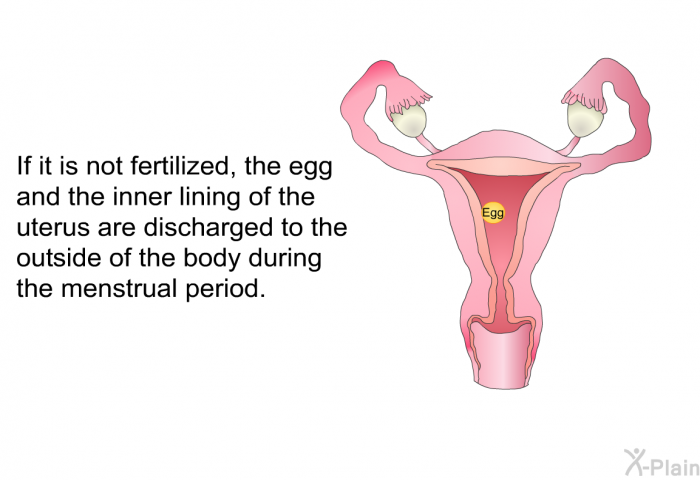 If it is not fertilized, the egg and the inner lining of the uterus are discharged to the outside of the body during the menstrual period.