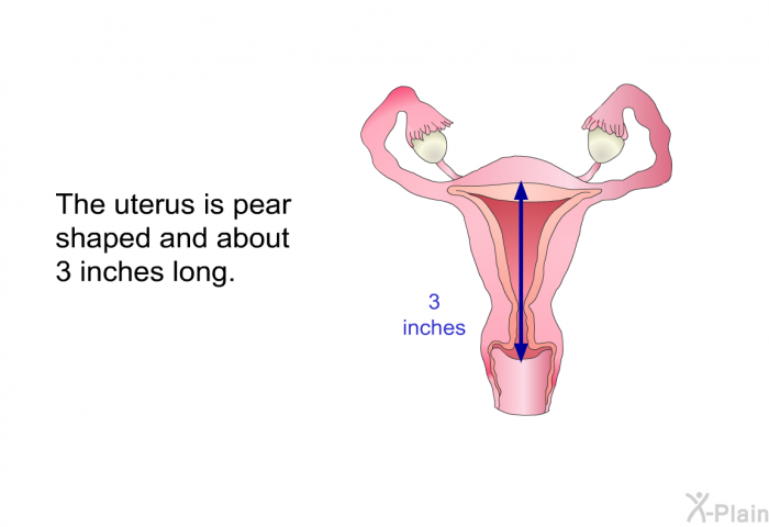 The uterus is pear shaped and about 3 inches long.