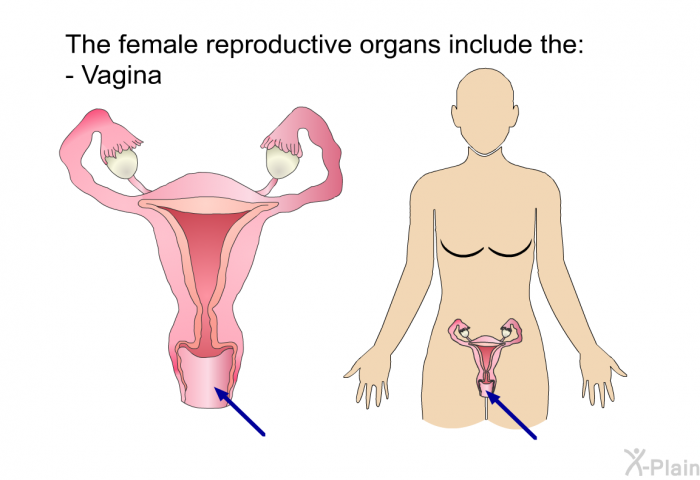 The female reproductive organs include the:  Vagina