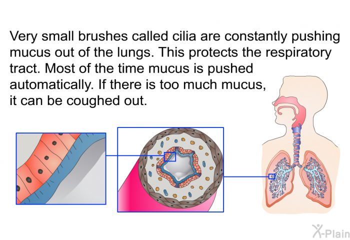 Very small brushes called cilia are constantly pushing mucus out of the lungs. This protects the respiratory tract. Most of the time mucus is pushed automatically. If there is too much mucus, it can be coughed out.