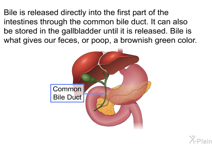 Bile is released directly into the first part of the intestines through the common bile duct. It can also be stored in the gallbladder until it is released. Bile is what gives our feces, or poop, a brownish green color.