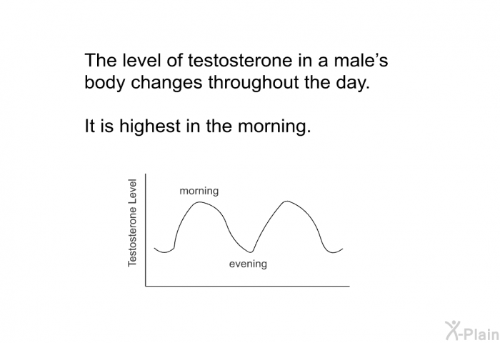 The level of testosterone in a male's body changes throughout the day. It is highest in the morning.