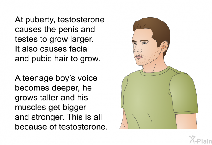 At puberty, testosterone causes the penis and testes to grow larger. It also causes facial and pubic hair to grow. A teenage boy's voice becomes deeper, he grows taller and his muscles get bigger and stronger. This is all because of testosterone.