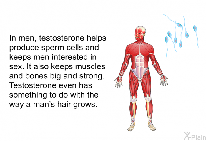 In men, testosterone helps produce sperm cells and keeps men interested in sex. It also keeps muscles and bones big and strong. Testosterone even has something to do with the way a man's hair grows.