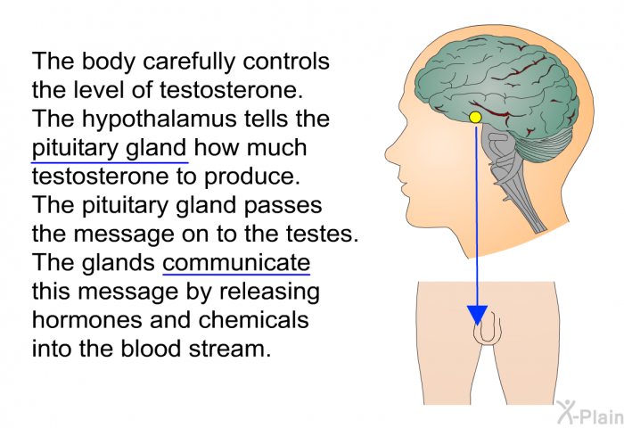 The body carefully controls the level of testosterone. The hypothalamus tells the pituitary gland how much testosterone to produce. The pituitary gland passes the message on to the testes. The glands communicate this message by releasing hormones and chemicals into the blood stream.