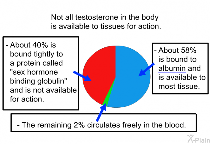 Not all testosterone in the body is available to tissues for action.  About 40% is bound tightly to a protein called “sex hormone binding globulin” and is not available for action. About 58% is bound to albumin and is available to most tissue. The remaining 2% circulates freely in the blood.