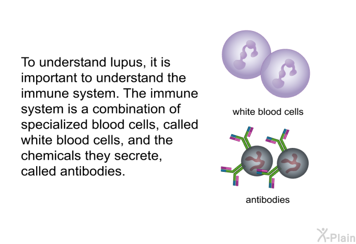 To understand lupus, it is important to understand the immune system. The immune system is a combination of specialized blood cells, called white blood cells, and the chemicals they secrete, called antibodies.