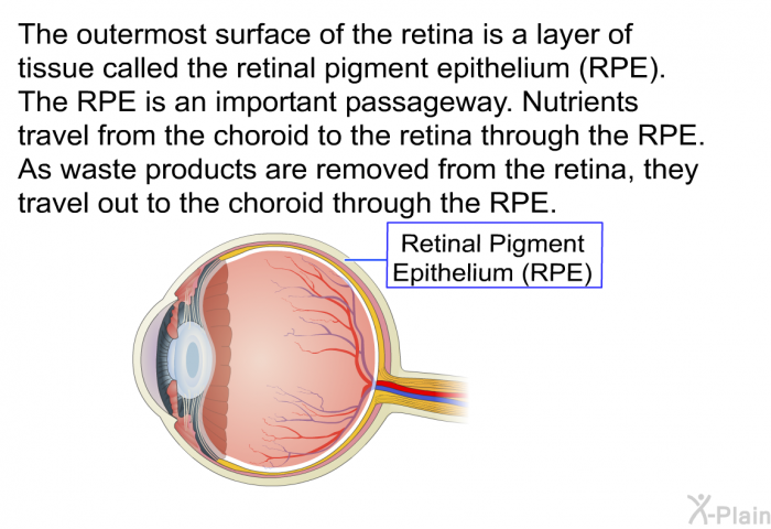 The outermost surface of the retina is a layer of tissue called the retinal pigment epithelium (RPE). The RPE is an important passageway. Nutrients travel from the choroid to the retina through the RPE. As waste products are removed from the retina, they travel out to the choroid through the RPE.