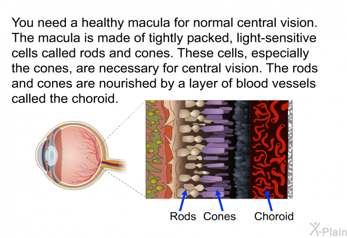 You need a healthy macula for normal central vision. The macula is made of tightly packed, light-sensitive cells called rods and cones. These cells, especially the cones, are necessary for central vision. The rods and cones are nourished by a layer of blood vessels called the choroid.