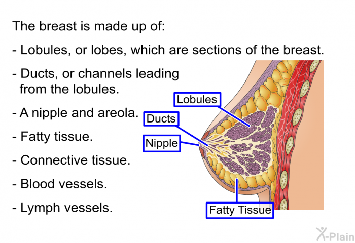 The breast is made up of:  Lobules, or lobes, which are sections of the breast. Ducts, or channels leading from the lobules. A nipple and areola. Fatty tissue. Connective tissue. Blood vessels. Lymph vessels.