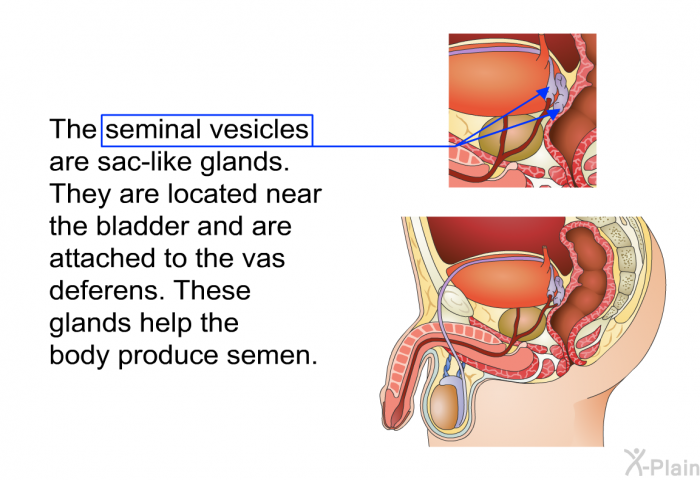 The seminal vesicles are sac-like glands. They are located near the bladder and are attached to the vas deferens. These glands help the body produce semen.