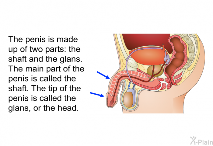 The penis is made up of two parts: the shaft and the glans. The main part of the penis is called the shaft. The tip of the penis is called the glans, or the head.