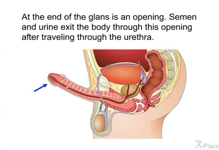 At the end of the glans is an opening. Semen and urine exit the body through this opening after traveling through the urethra.