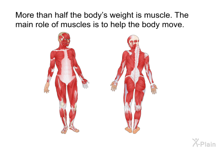 More than half the body's weight is muscle. The main role of muscles is to help the body move.
