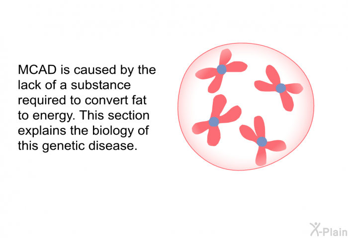 MCAD is caused by the lack of a substance required to convert fat to energy. This section explains the biology of this genetic disease.
