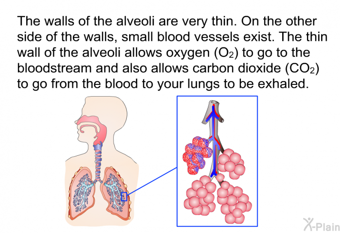 The walls of the alveoli are very thin. On the other side of the walls, small blood vessels exist. The thin wall of the alveoli allows oxygen (O₂) to go to the bloodstream and also allows carbon dioxide (CO₂) to go from the blood to your lungs to be exhaled.