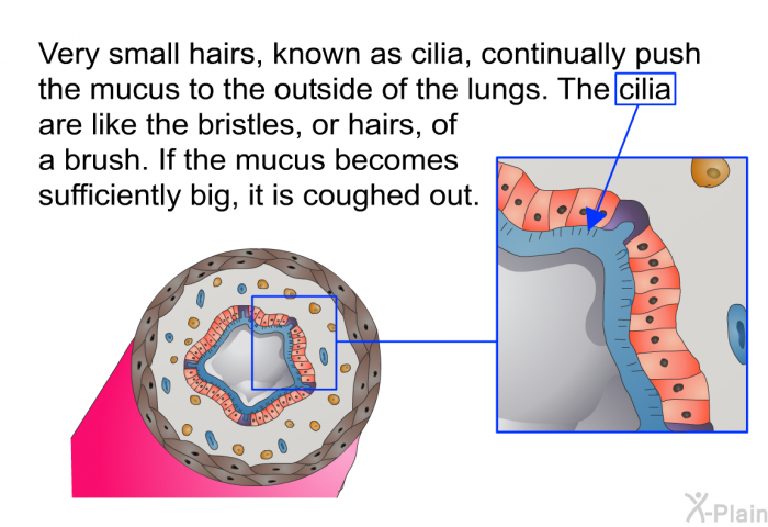 Very small hairs, known as cilia, continually push the mucus to the outside of the lungs. The cilia are like the bristles, or hairs, of a brush. If the mucus becomes sufficiently big, it is coughed out.