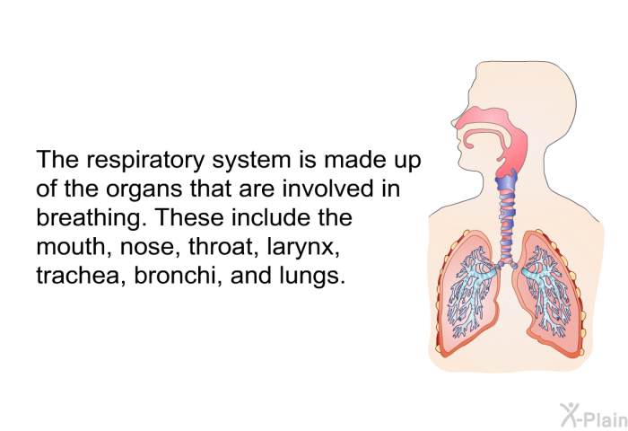 The respiratory system is made up of the organs that are involved in breathing. These include the mouth, nose, throat, larynx, trachea, bronchi, and lungs.