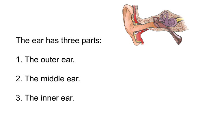 The ear has three parts:  The outer ear. The middle ear. The inner ear.
