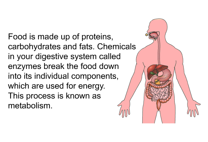 Food is made up of proteins, carbohydrates and fats. Chemicals in your digestive system called enzymes break the food down into its individual components, which are used for energy. This process is known as metabolism.