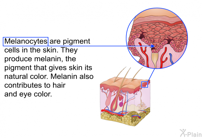 Melanocytes are pigment cells in the skin. They produce melanin, the pigment that gives skin its natural color. Melanin also contributes to hair and eye color.