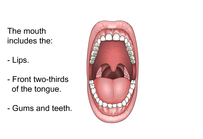 The mouth includes the:  Lips. Front two-thirds of the tongue. Gums and teeth.