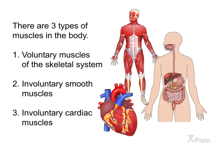There are 3 types of muscles in the body.  Voluntary muscles of the skeletal system. Involuntary smooth muscles. Involuntary cardiac muscles.