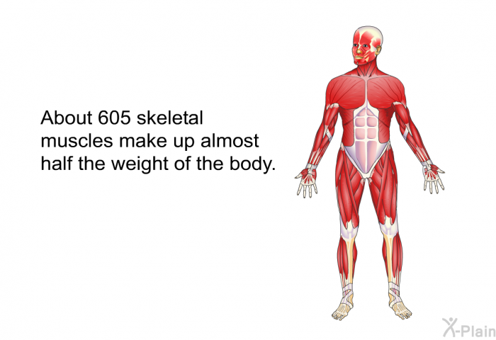 About 605 skeletal muscles make up almost half the weight of the body.
