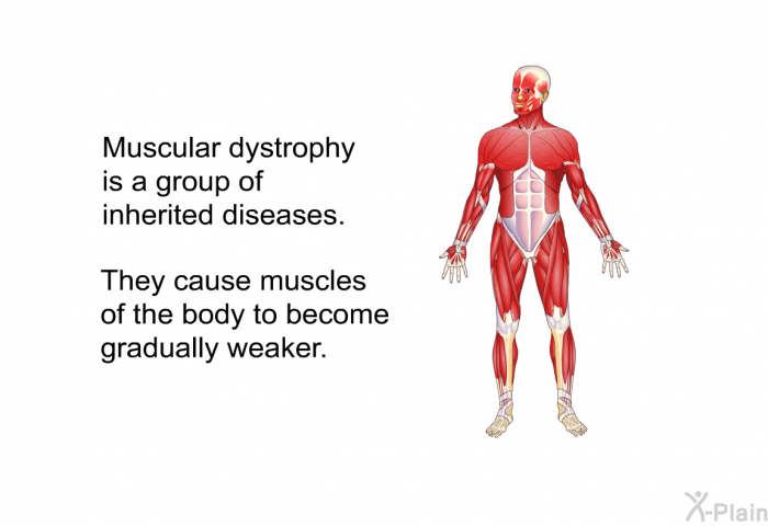 Muscular dystrophy is a group of inherited diseases. They cause muscles of the body to become gradually weaker.